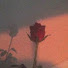 gzhyD9HJvNo-channel-avatar-🌷새벽
