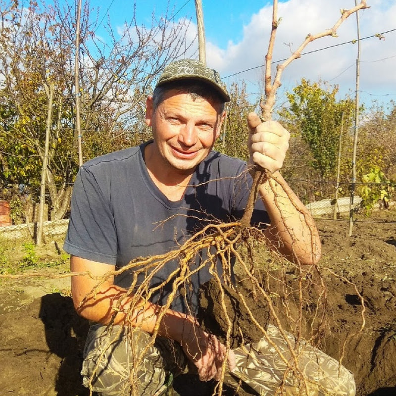 Виноград в Краснодарском крае Виноградник Неуймина Logo