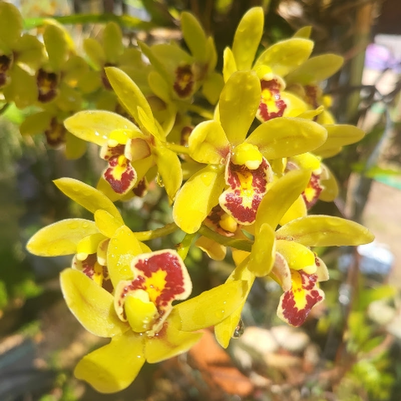 Just One More Orchid