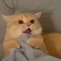 CAT NUMBERS