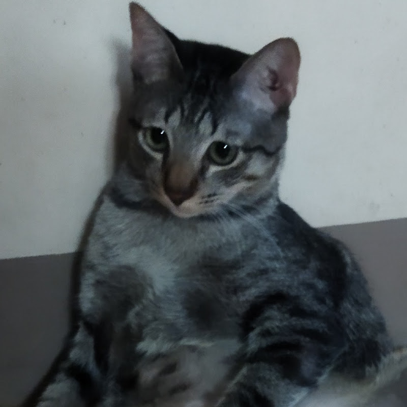 The Cat