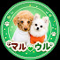 yDN-YiKQoHs-channel-avatar-トイプードルの情報屋:MARU