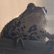 Anaxyrus Rex