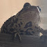8zy2_GCeQ2c-channel-avatar-Anaxyrus Rex
