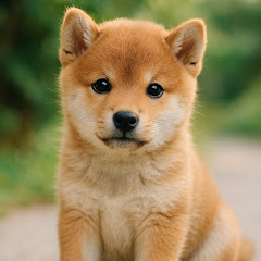 まめしばびより / Mameshiba Biyori