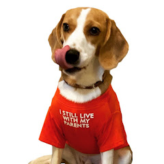 やんちゃビーグル "FUKU" Vlog