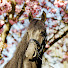 yc5zVm1Xt5Y-channel-avatar-Friesian Horse Lover 