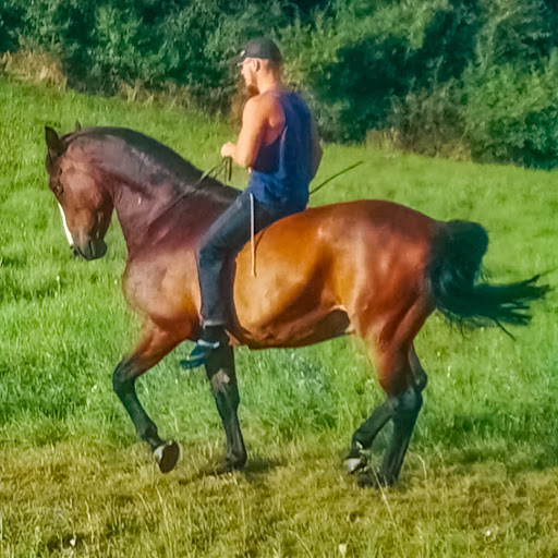 Báthori Miklós - Horsemanship mindenkinek