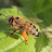 Beekeeper(Arıcı)