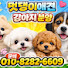멋댕이애견 