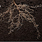 Rooted logo