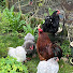 1C_zvu59DOs-channel-avatar-The Goodmans chicken channel 