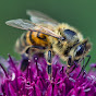 Avid Bees logo