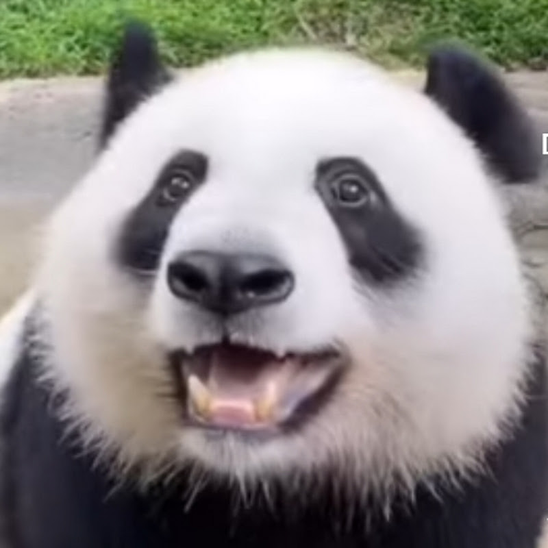 Lazy等着来了 Logo