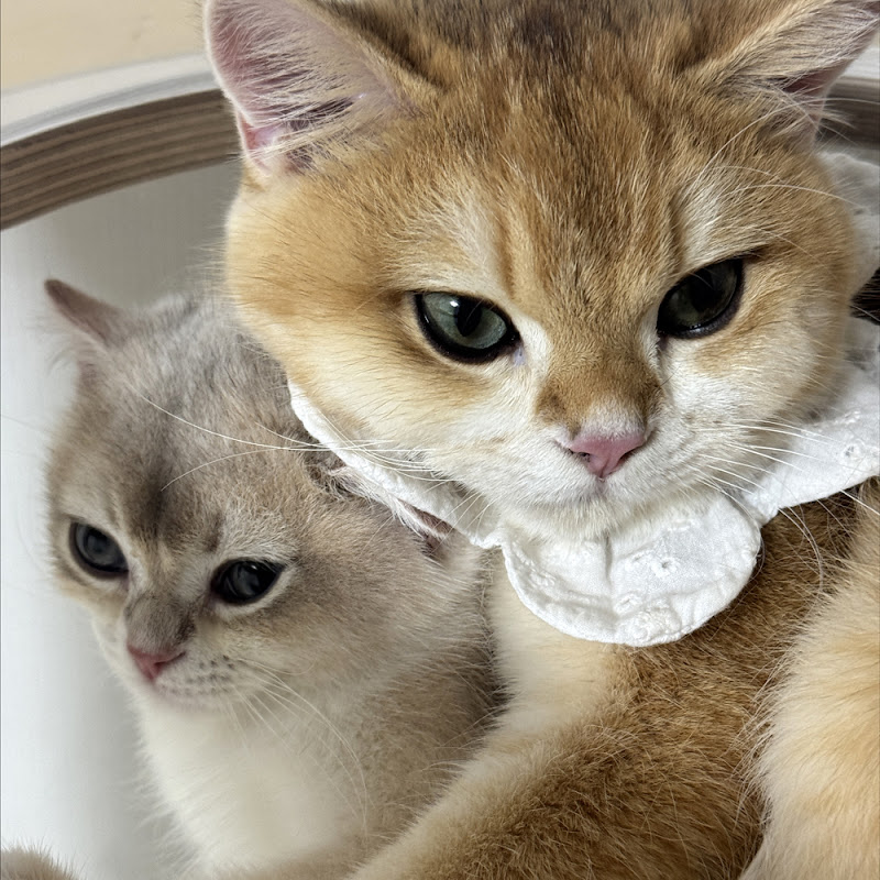 산초 앤 제피 SANCHO&ZAPHIE