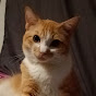 Casper the ginger cat - @Casperthegingercat25 - Youtube