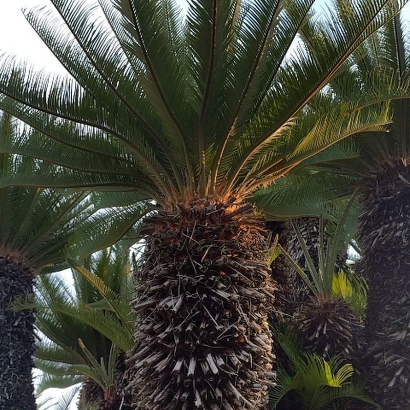 蘇鉄亮太の日記