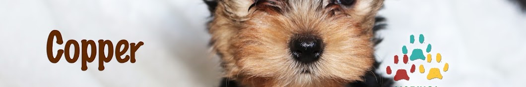 Happy Yorkie Terriers رمز قناة اليوتيوب