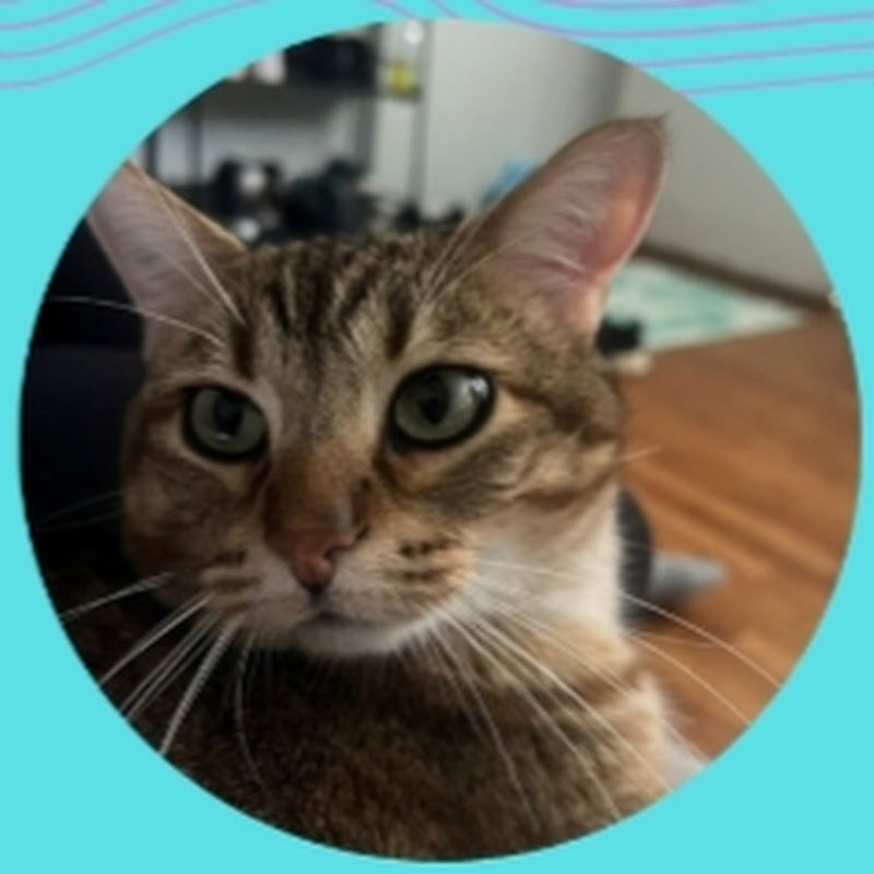 CJ THE CAT & FRIENDS 
