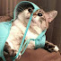 uMDK0EPyXjs-channel-avatar-Funny talking Cat Chaos