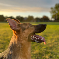 Shepherd Capital Markets