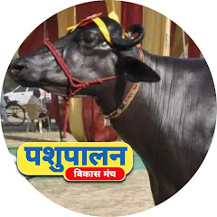 पशुपालन विकास मंच channel logo