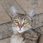 Street_cats logo