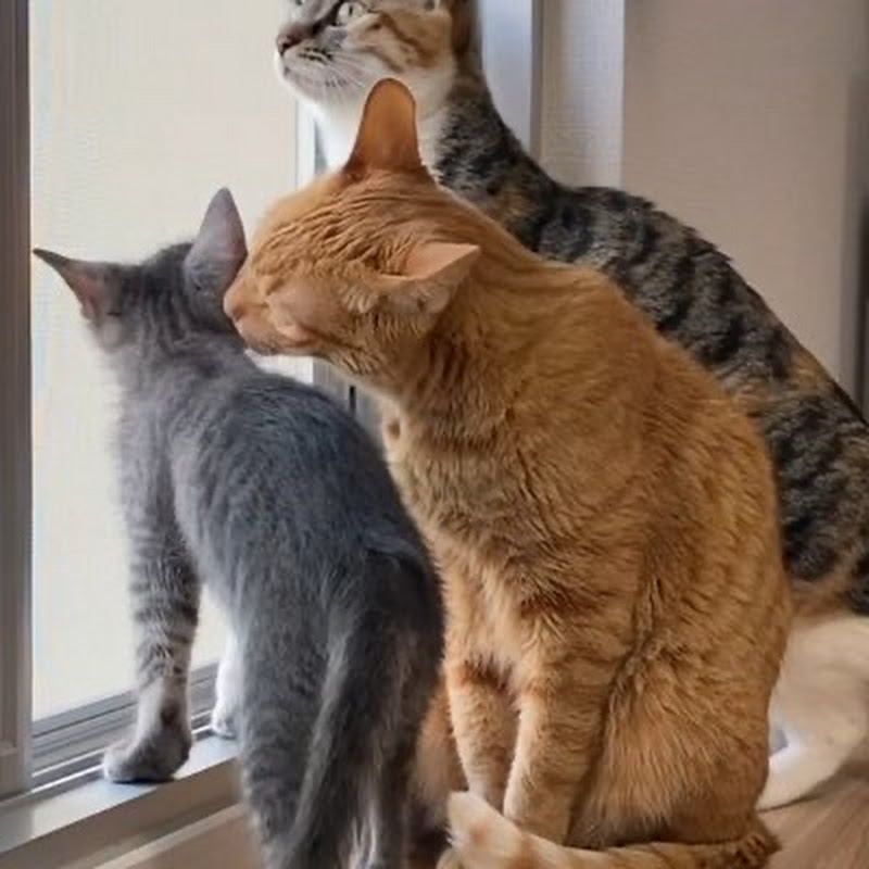 猫3匹と暮らす夫婦