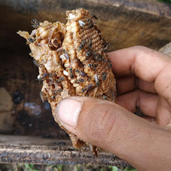 BOLOSEWU Perentupan