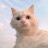 @cat-jicco