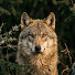 S0_04equPLk-channel-avatar-Wild Consequences
