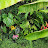 @OzTropicalGardens