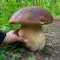 ZEKD9DG9e2k-channel-avatar-The World of Mushrooms