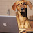 IT Dog