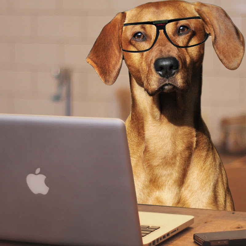 IT Dog