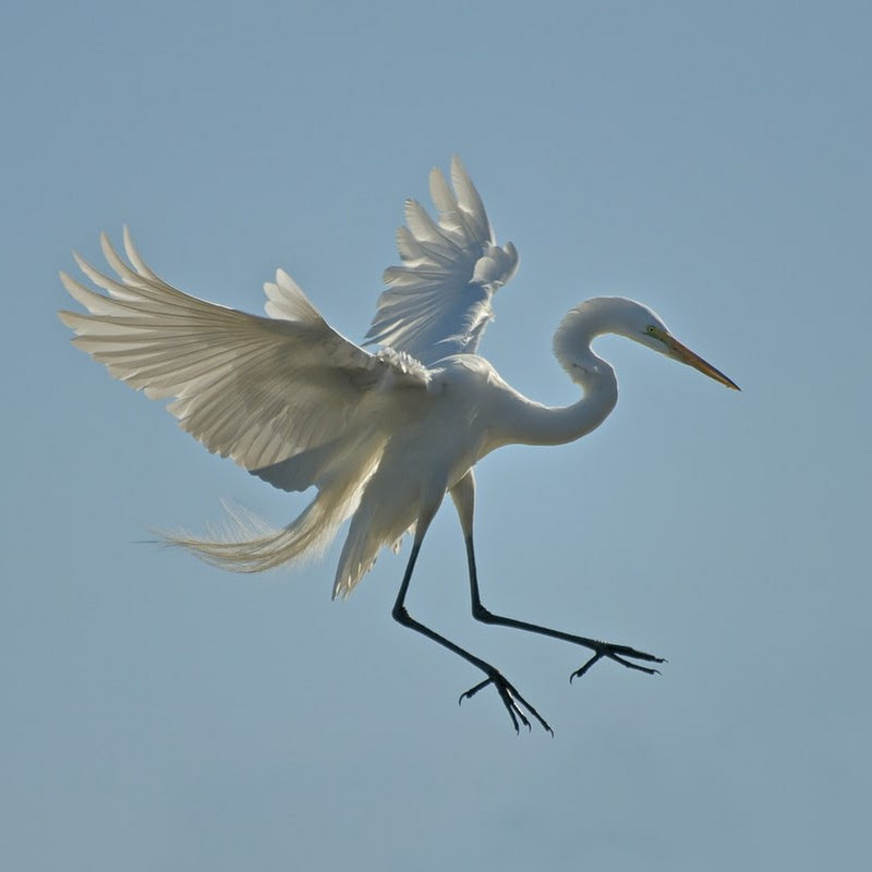 White Koku