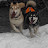 Bob and the Wolf dogs