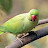 Rupu parrot 