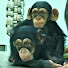 MZXhqOTrJws-channel-avatar-類人猿研究所 Great Apes Zoo 