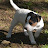 Jacqueline the Jack Russell