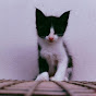 kitties