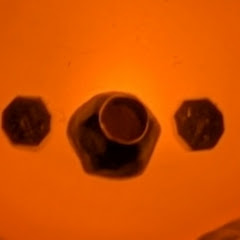 金塊アイコン画像