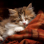 Cute cat