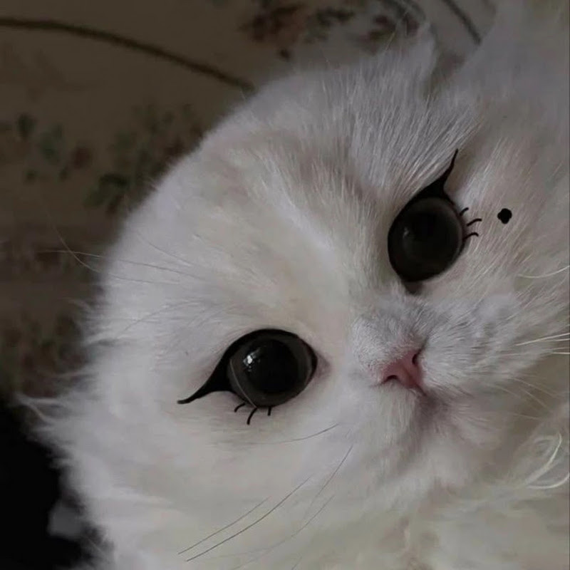 Hire pockot — Tech & Science YouTube creator for sponsorships