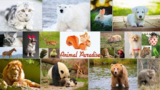 Заставка Ютуб-канала «Рай для животных»
