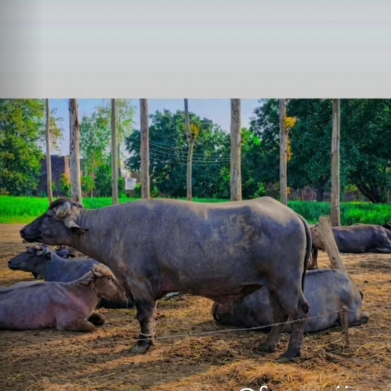 fs gujjar 
