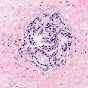 Denver Pathology logo