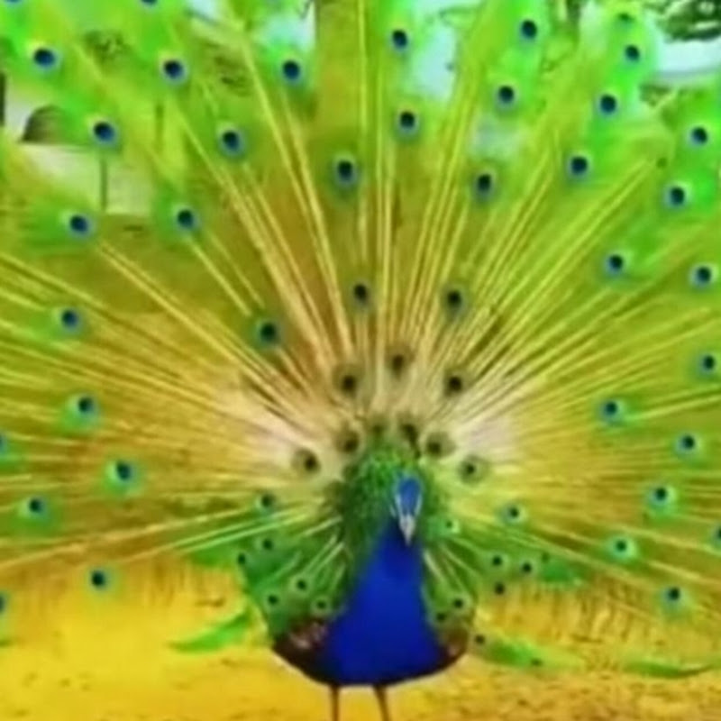 Indian Yoga Techniques