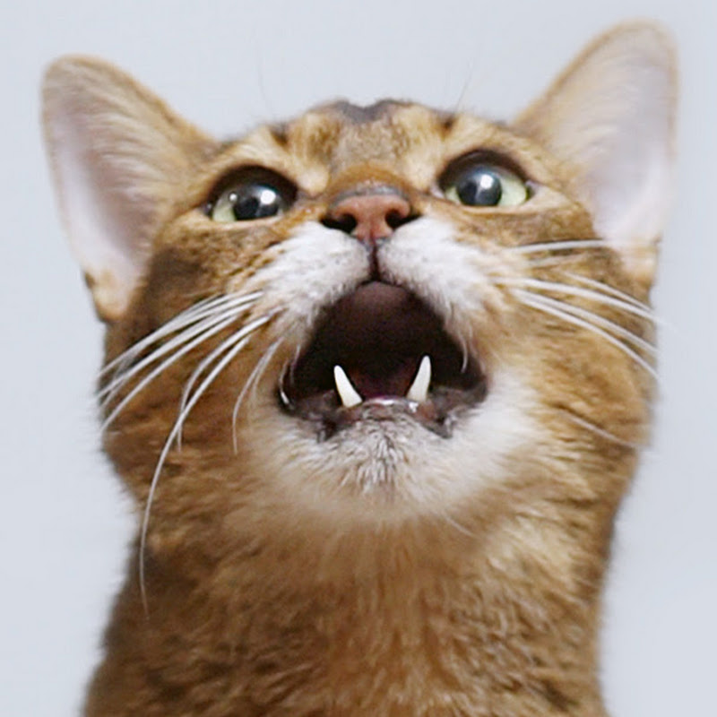 털복숭이들과 베베집사 Bebe8Cats Logo