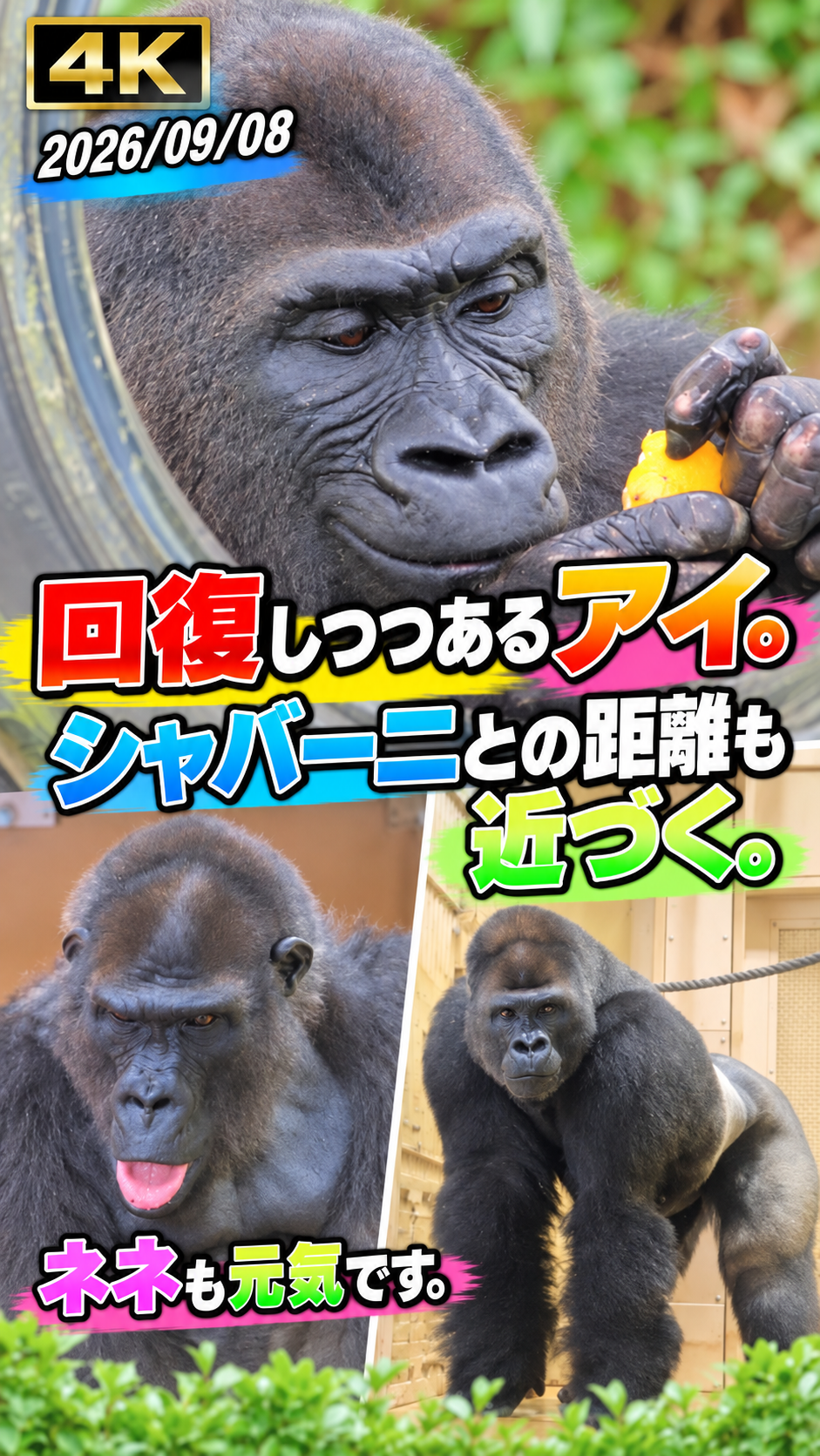 ゴリさん専用ページ ゴリさんの動物園日記 ( Mr. Gori ) - YouTube